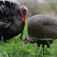 Dave Smith Decoys Feeding Turkey Hen
